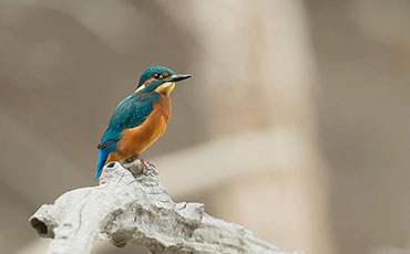 filmstill alexander_01